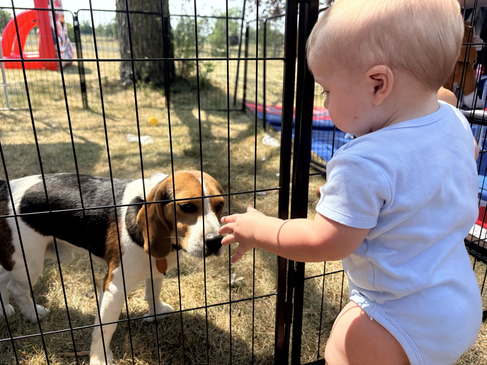 Liberty Trips with Liberty the Beagle
